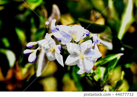 Zurhananas blooming in Mitaka Nakahara Zurhananas blooming in Mitaka Nakahara 44077732