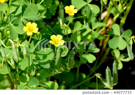 Katabami blooming in Mitaka Nakahara Katabami blooming in Mitaka Nakahara 44077735