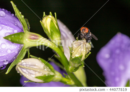 Fly on flower. Macrophoto Fly on flower. Macrophoto 44077819