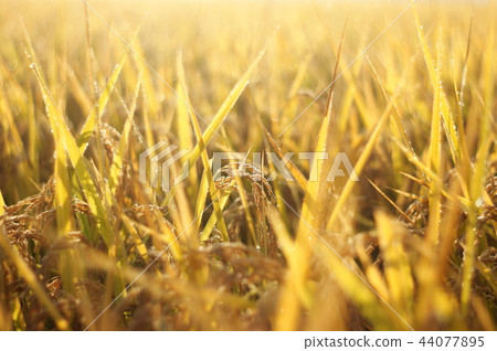 收穫前的稻耳 44077895