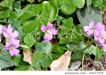 Murasaki Kabaki盛開在三鷹中原 Murasaki Kabaki盛開在三鷹中原 44077976