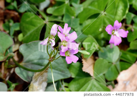 Murasaki Kabaki盛開在三鷹中原 Murasaki Kabaki盛開在三鷹中原 44077978