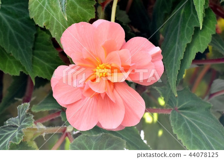秋海棠盛開在調布植物園 秋海棠盛開在調布植物園 44078125