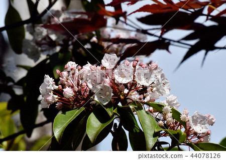 Karmia blooming in Mitaka Nakahara (American rhododendron) 44078126