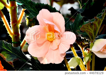 秋海棠盛開在調布植物園 44078129