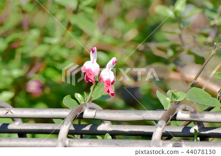 開花在三鷹中原的Salvia microfilla 44078130