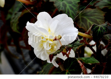 Begonia blooming in Chofu Botanical Garden 44078210