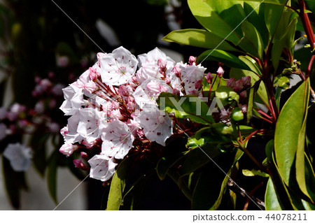 Karmia blooming in Mitaka Nakahara (American rhododendron) Karmia blooming in Mitaka Nakahara (American rhododendron) 44078211