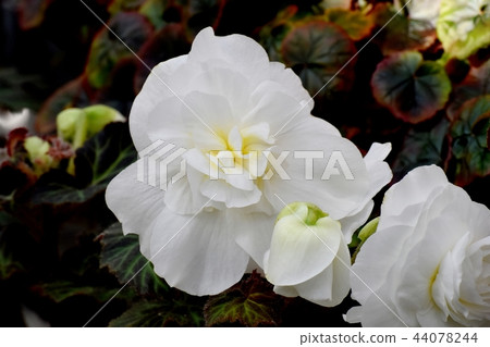 Begonia blooming in Chofu Botanical Garden Begonia blooming in Chofu Botanical Garden 44078244