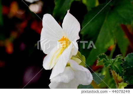 Begonia blooming in Chofu Botanical Garden Begonia blooming in Chofu Botanical Garden 44078249