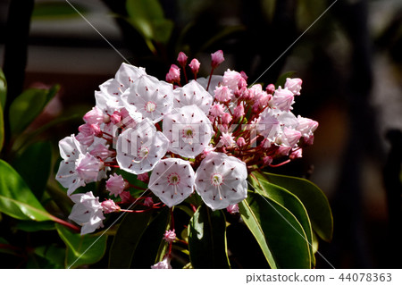 Karmia盛開在三鷹中原(美國杜鵑花) Karmia盛開在三鷹中原(美國杜鵑花) 44078363