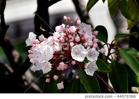 Karmia盛開在三鷹中原（美國杜鵑花） 44078366