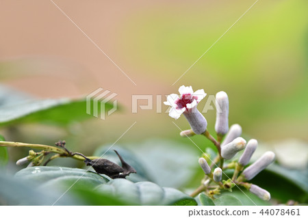 Hexogranular(糞便) Hexogranular(糞便) 44078461