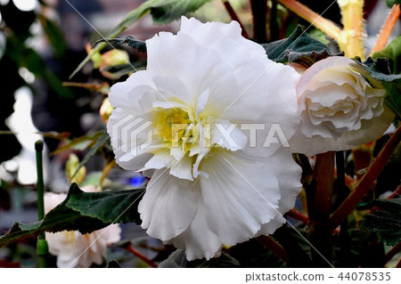 秋海棠盛開在調布植物園 秋海棠盛開在調布植物園 44078535