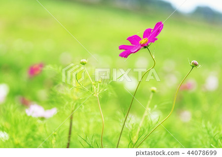 Wild cosmos 44078699