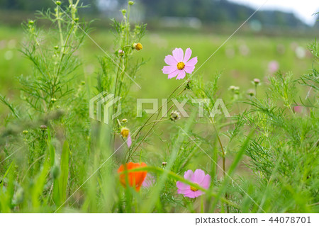 Wild cosmos 44078701