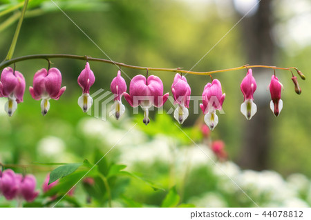 Bleeding heart Bleeding heart 44078812