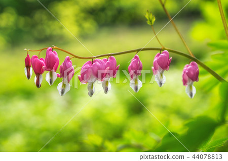 Bleeding heart Bleeding heart 44078813