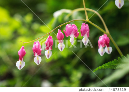 Bleeding heart Bleeding heart 44078819