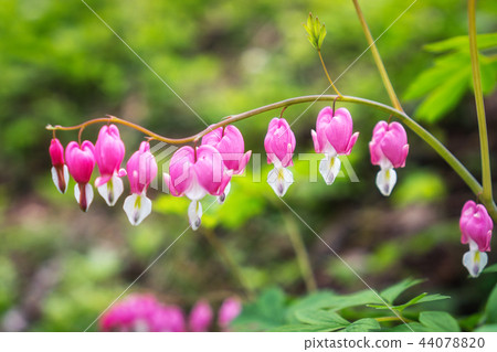 Bleeding heart 44078820