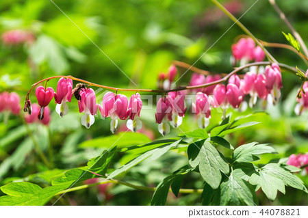 Bleeding heart 44078821