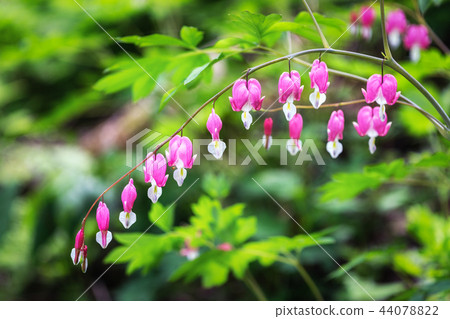 Bleeding heart 44078822
