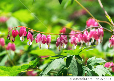 Bleeding heart 44078823