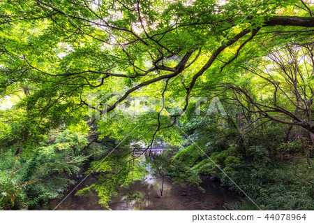 lush forest over the creek 44078964