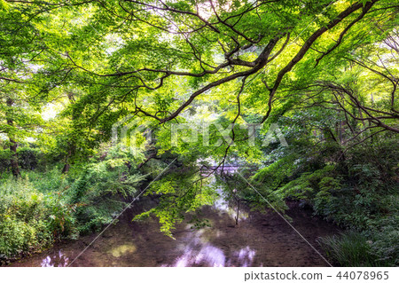 lush forest over the creek 44078965