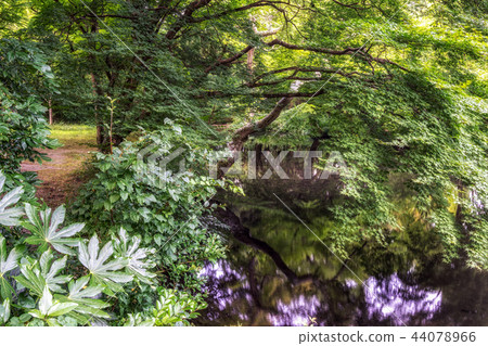 lush forest over the creek 44078966