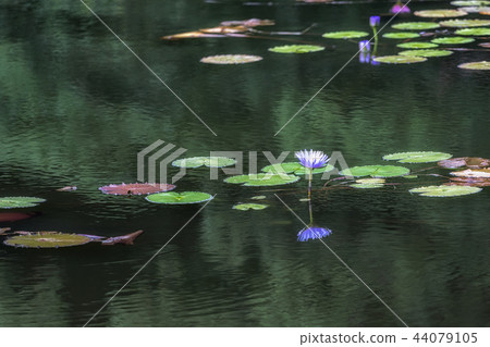 lily flower pond of umi jigoku beppu lily flower pond of umi jigoku beppu 44079105