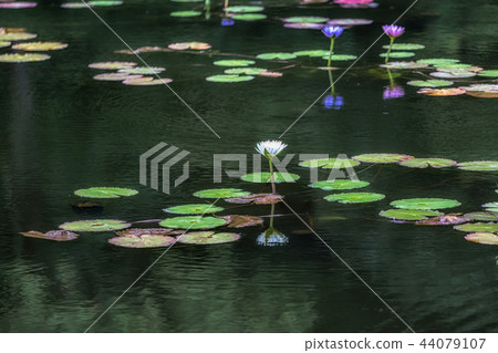 lily flower pond of umi jigoku beppu lily flower pond of umi jigoku beppu 44079107