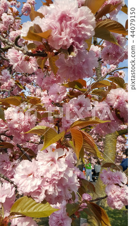 Cherry Blossom 44079150