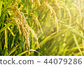 Autumn background, rice farming scenery 44079286