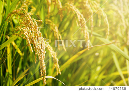 Autumn background, rice farming scenery 44079286