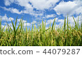 Autumn background, rice farming scenery 44079287