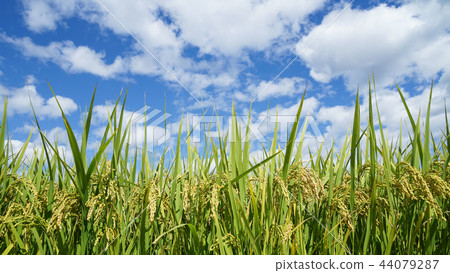 Autumn background, rice farming scenery Autumn background, rice farming scenery 44079287