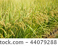 Autumn background, rice farming scenery 44079288
