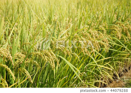 Autumn background, rice farming scenery 44079288