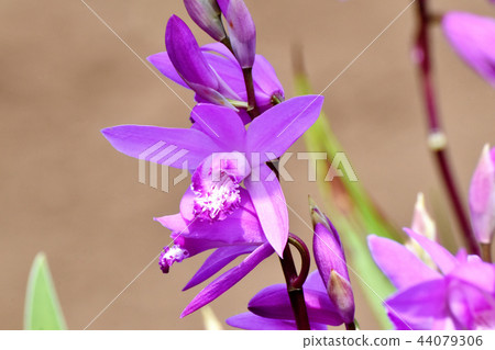 在三鷹中原（紫色蘭花）盛開的矽烷 44079306