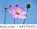 Autumn background, Cosmos 44079342