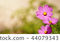 Autumn background, Cosmos 44079343