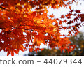 Autumn background, reddish maple 44079344