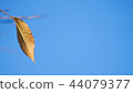 Autumn background, last leaf 44079377