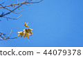 Autumn background, frosty branches 44079378