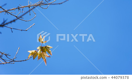 Autumn background, frosty branches Autumn background, frosty branches 44079378