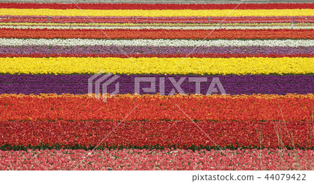 鬱金香Millefeille 鬱金香Millefeille 44079422