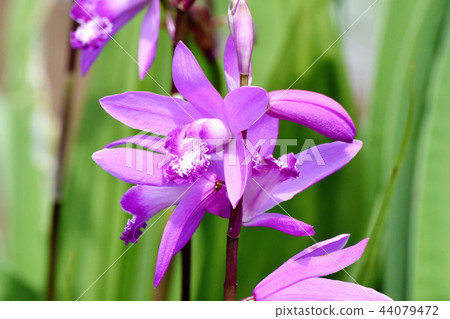 在三鷹中原（紫色蘭花）盛開的矽烷 44079472
