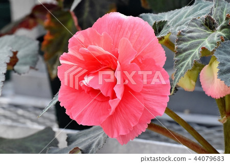秋海棠盛開在調布植物園 秋海棠盛開在調布植物園 44079683