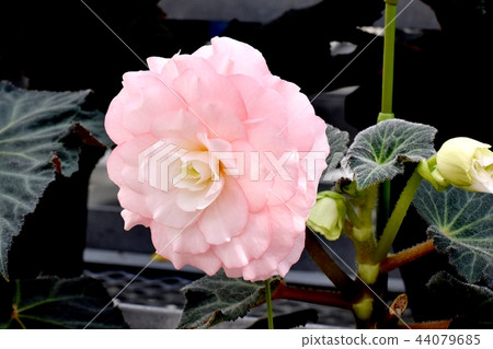 Begonia blooming in Chofu Botanical Garden Begonia blooming in Chofu Botanical Garden 44079685